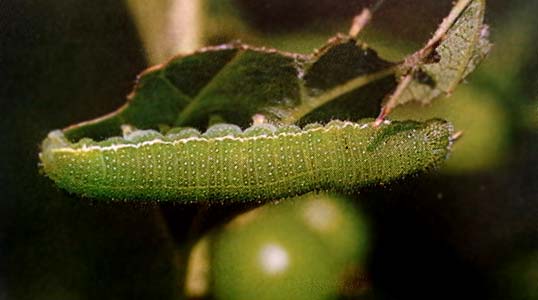 Носатка листовидная - взрослая гусеница